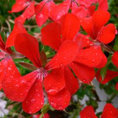 Muškát, pelargonie převislá jednoduchá 'Ville de Paris Red' - Pelargonium peltatum 'Ville de Paris Red'