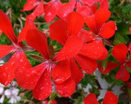 Muškát, pelargonie převislá jednoduchá 'Ville de Paris Red'