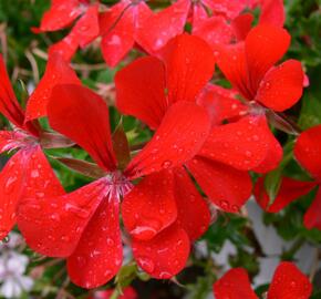 Muškát, pelargonie převislá jednoduchá 'Ville de Paris Red' - Pelargonium peltatum 'Ville de Paris Red'