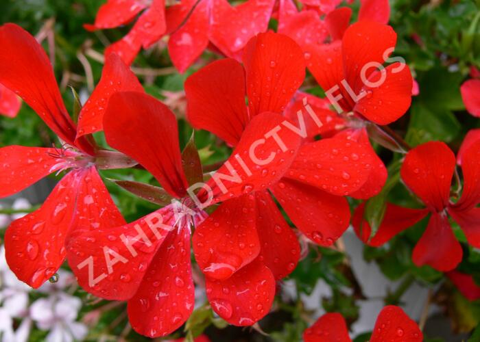 Muškát, pelargonie převislá jednoduchá 'Ville de Paris Red' - Pelargonium peltatum 'Ville de Paris Red'