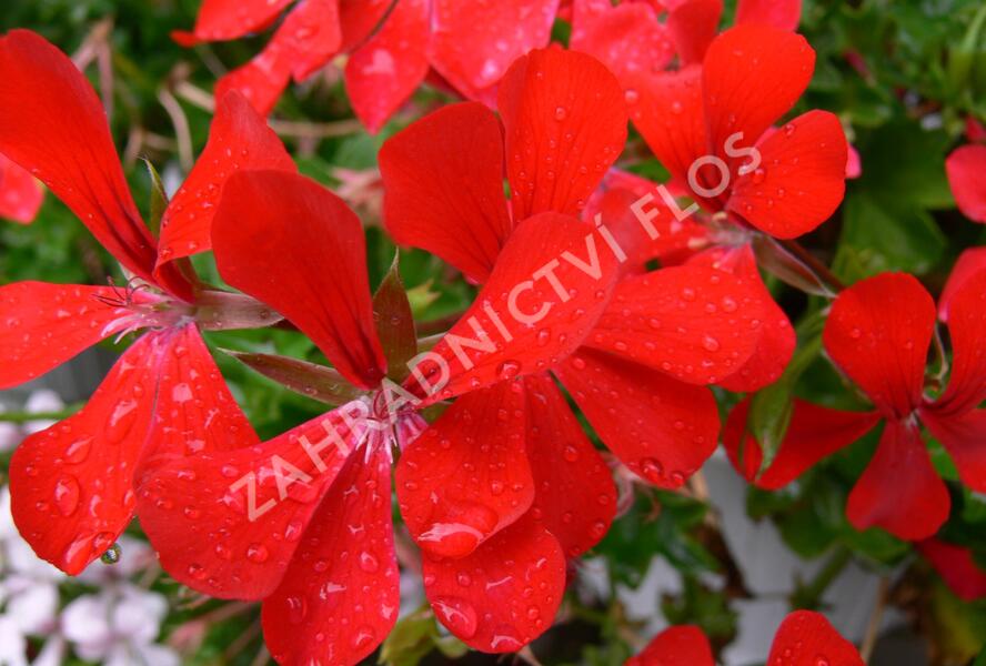 Muškát, pelargonie převislá jednoduchá 'Ville de Paris Red' - Pelargonium peltatum 'Ville de Paris Red'