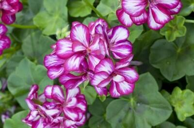 Muškát, pelargonie převislá plnokvětá 'Corriente Burgundy Bicolor' - Pelargonium peltatum 'Corriente Burgundy Bicolor'