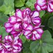 Muškát, pelargonie převislá plnokvětá 'Corriente Burgundy Bicolor' - Pelargonium peltatum 'Corriente Burgundy Bicolor'