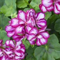 Muškát, pelargonie převislá plnokvětá 'Corriente Burgundy Bicolor' - Pelargonium peltatum 'Corriente Burgundy Bicolor'