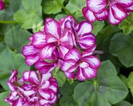 Muškát, pelargonie převislá plnokvětá 'Corriente Burgundy Bicolor'
