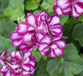 Muškát, pelargonie převislá plnokvětá 'Corriente Burgundy Bicolor' - Pelargonium peltatum 'Corriente Burgundy Bicolor'