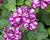 Muškát, pelargonie převislá plnokvětá 'Corriente Burgundy Bicolor'