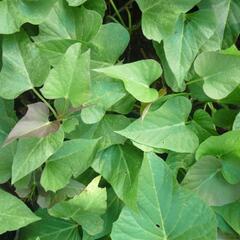 Povíjnice batátová 'Green' - Ipomoea batatas 'Green'