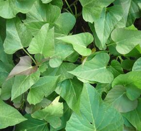 Povíjnice batátová 'Green' - Ipomoea batatas 'Green'