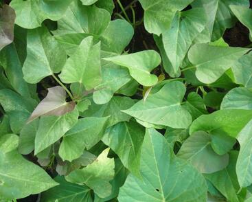 Povíjnice batátová 'Green'