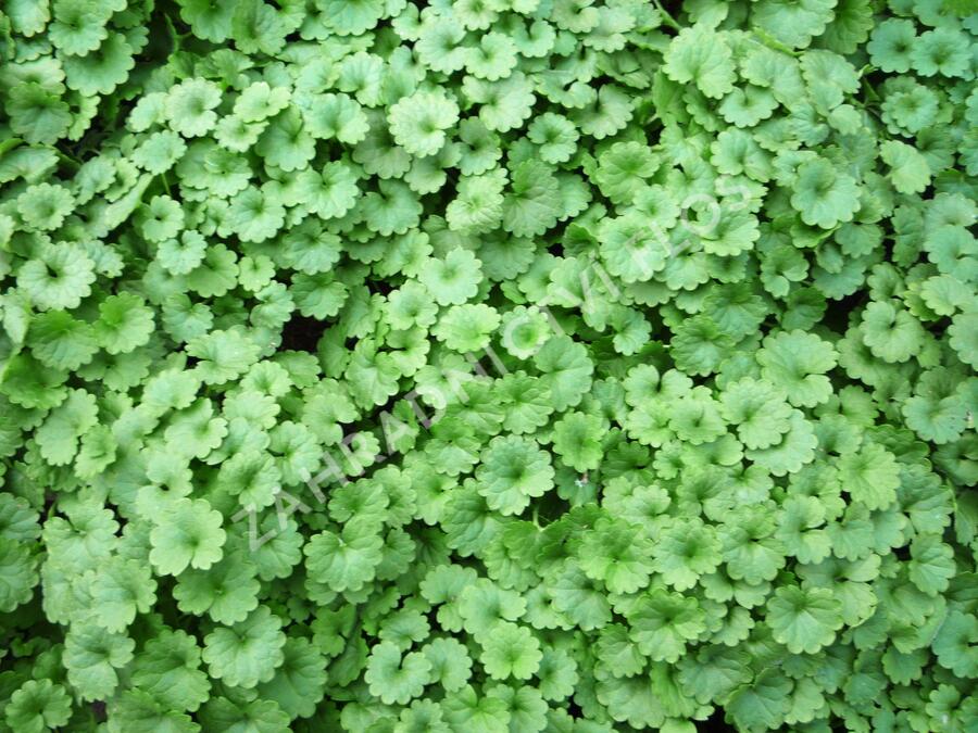 Popenec břečťanovitý - Glechoma hederacea