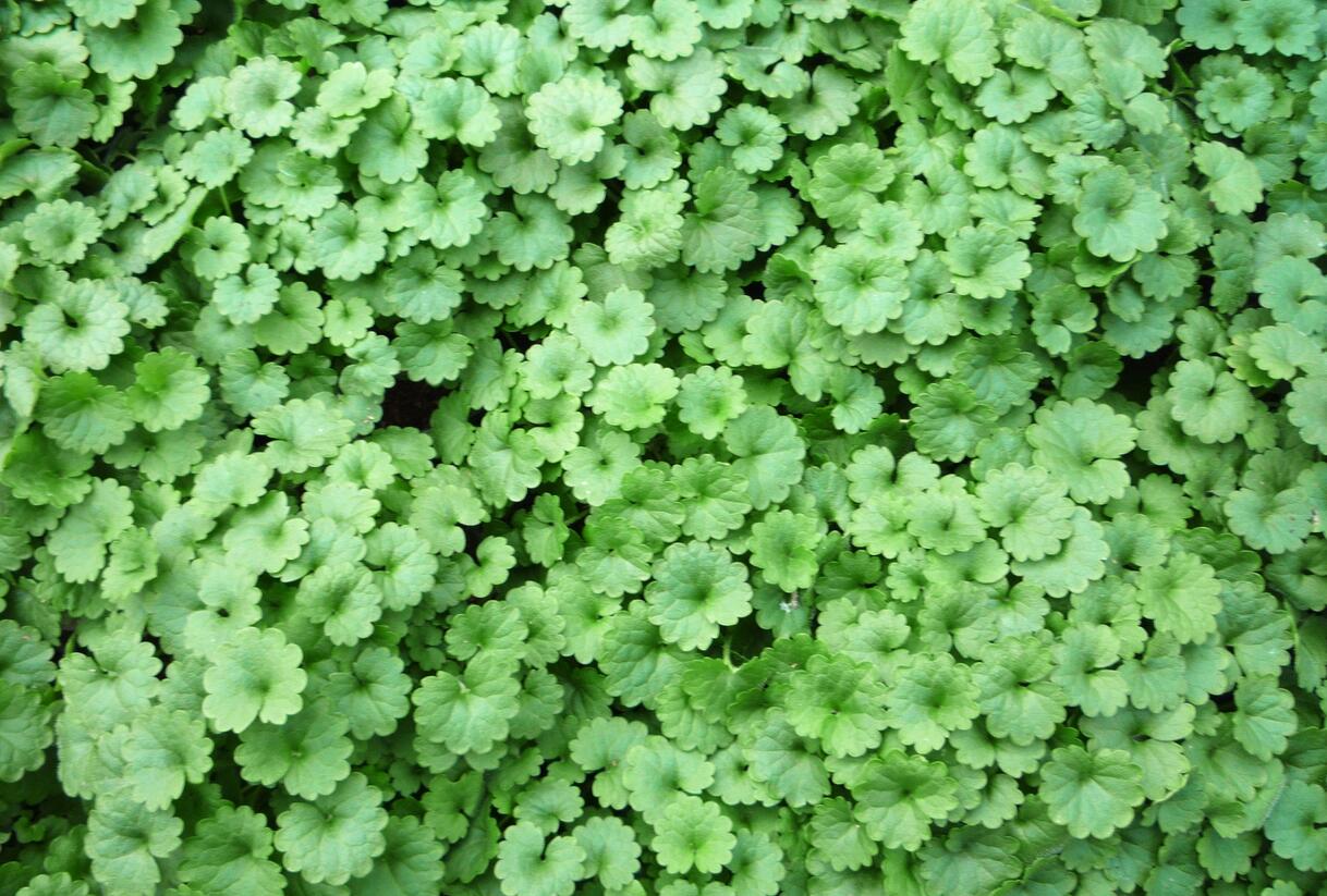 Popenec břečťanovitý - Glechoma hederacea