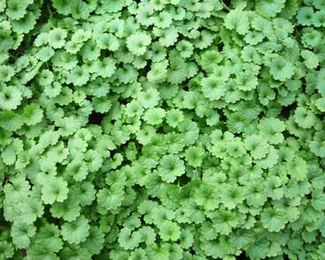 Popenec břečťanovitý