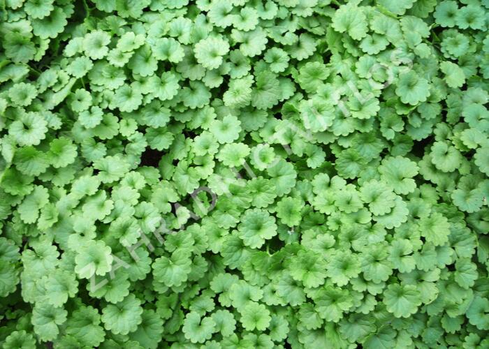 Popenec břečťanovitý - Glechoma hederacea