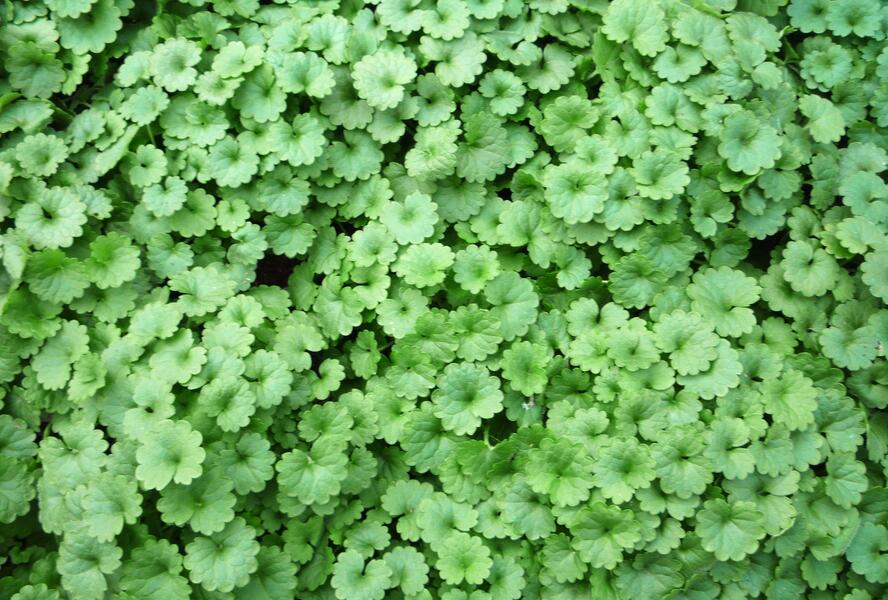 Popenec břečťanovitý - Glechoma hederacea