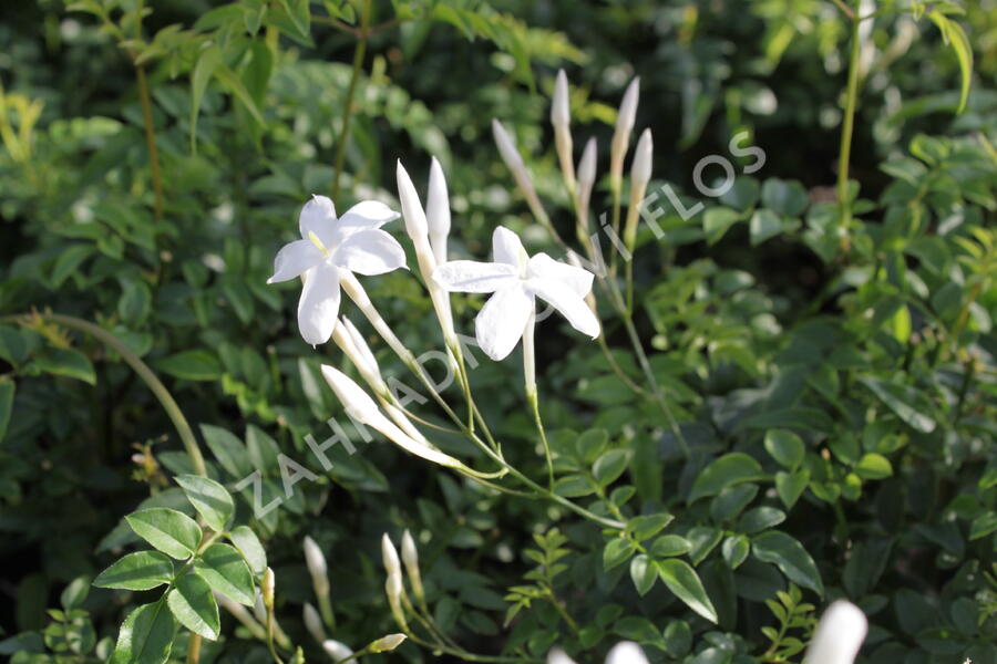 Jasmín mnohokvětý - Jasminum polyanthum