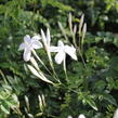 Jasmín mnohokvětý - Jasminum polyanthum