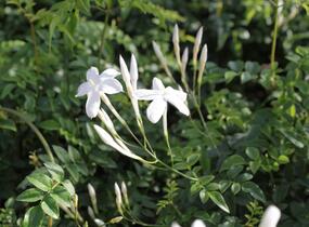 Jasmín mnohokvětý - Jasminum polyanthum