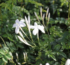 Jasmín mnohokvětý - Jasminum polyanthum