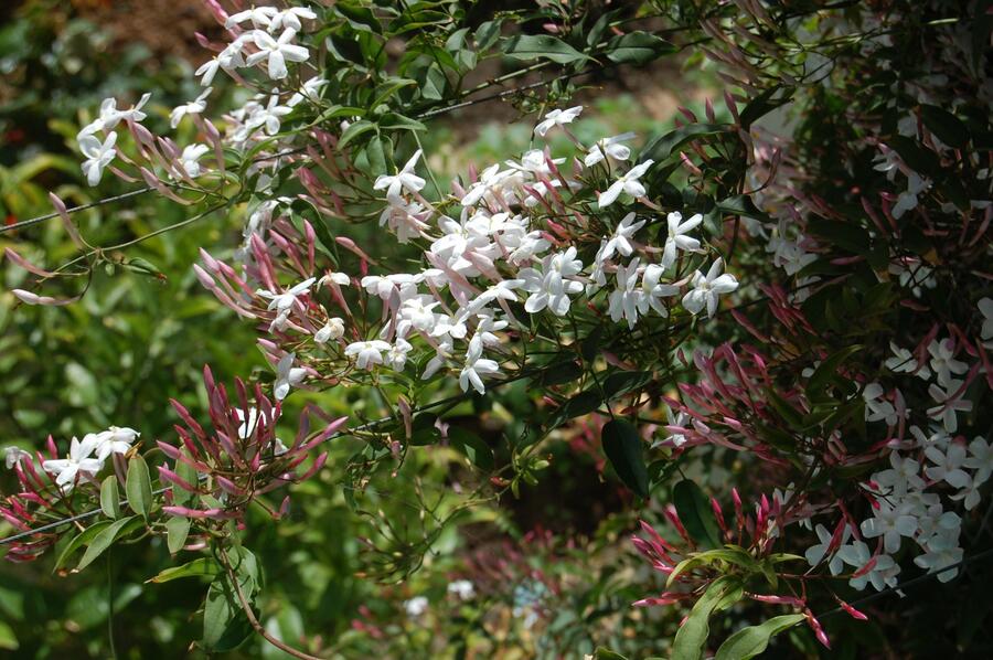Jasmín mnohokvětý - Jasminum polyanthum