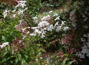 Jasmín mnohokvětý - Jasminum polyanthum