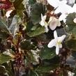 Begónie 'Maribel' - Begonia obliqua 'Maribel'