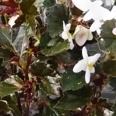 Begónie 'Maribel' - Begonia obliqua 'Maribel'