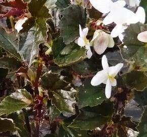 Begónie 'Maribel' - Begonia obliqua 'Maribel'