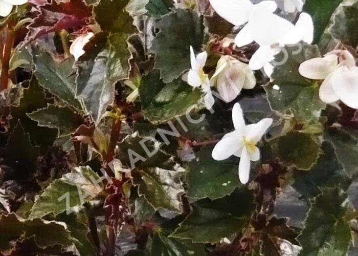 Begónie 'Maribel' - Begonia obliqua 'Maribel'