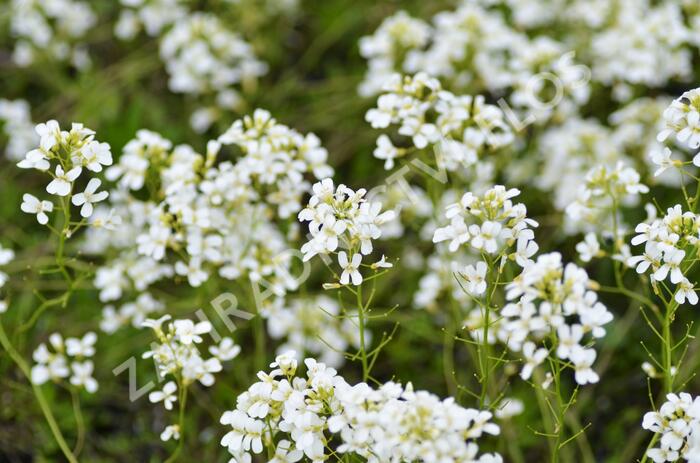 Huseník Suendermannův - Arabis suendermannii