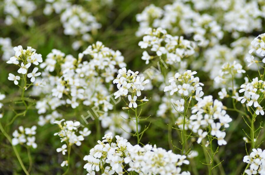 Huseník Suendermannův - Arabis suendermannii