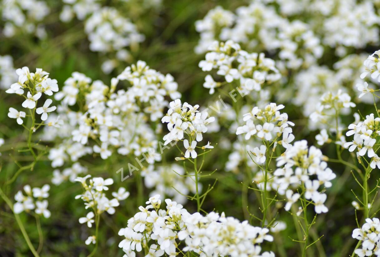 Huseník Suendermannův - Arabis suendermannii