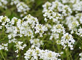 Huseník Suendermannův - Arabis suendermannii