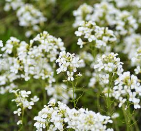 Huseník Suendermannův - Arabis suendermannii