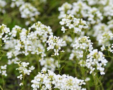 Huseník Suendermannův