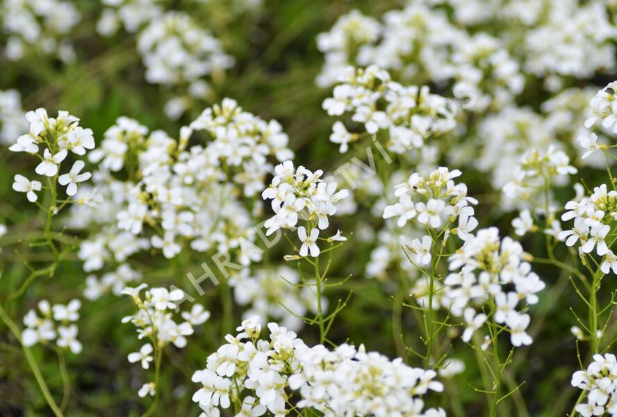 Huseník Suendermannův - Arabis suendermannii