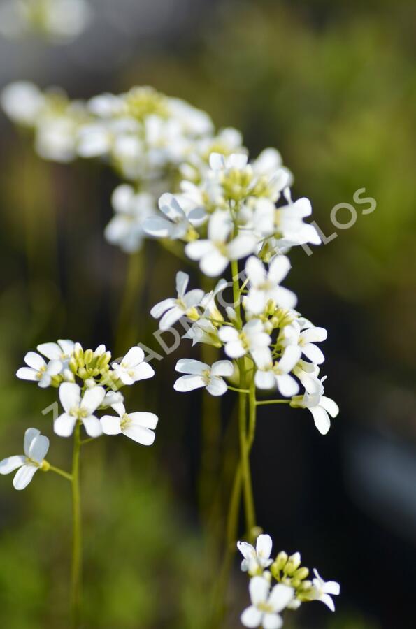 Huseník Suendermannův - Arabis suendermannii