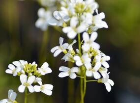 Huseník Suendermannův - Arabis suendermannii