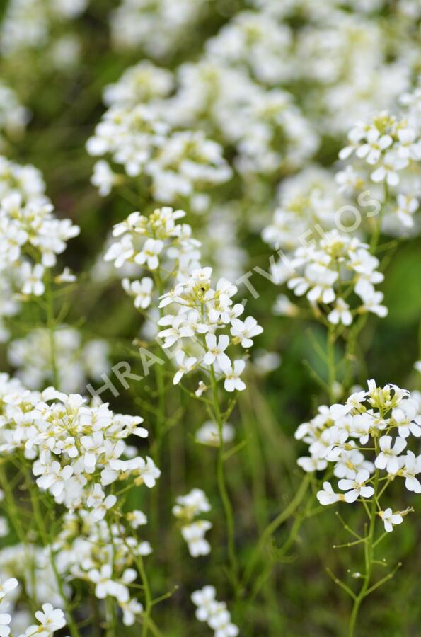 Huseník Suendermannův - Arabis suendermannii