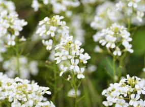 Huseník Suendermannův - Arabis suendermannii