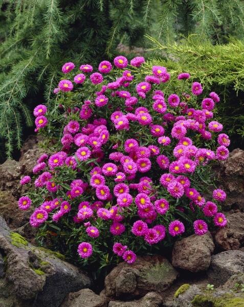 Hvězdnice keříčkovitá - růžová - Aster dumosus - růžová