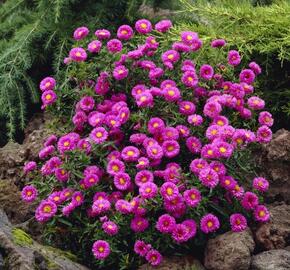 Hvězdnice keříčkovitá - Aster dumosus - růžová