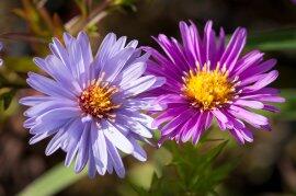 Hvězdnice keříčkovitá - fialová mix - Aster dumosus - fialová mix