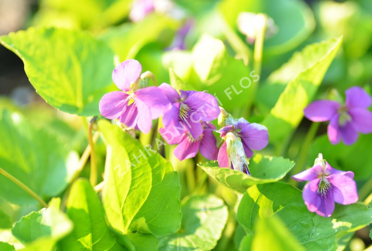 Violka - Viola sororia mix