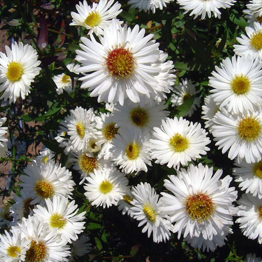 Hvězdnice novobelgická - Aster novi-belgii