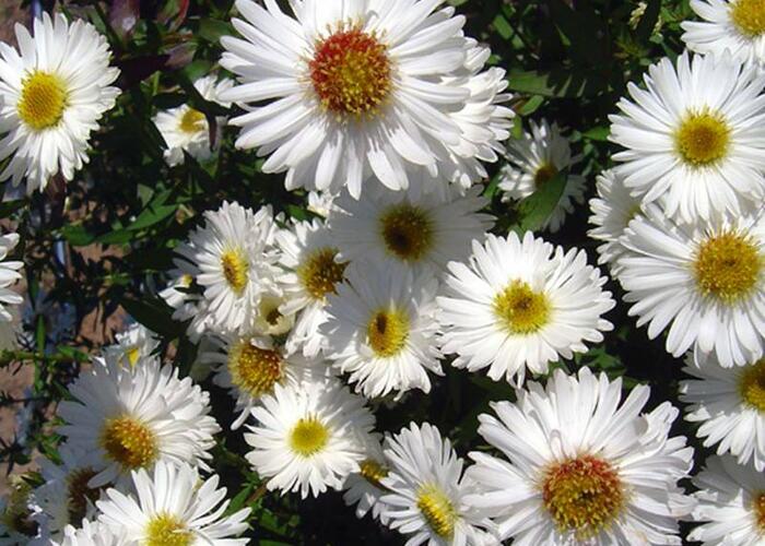 Hvězdnice novobelgická - Aster novi-belgii