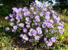 Hvězdnice novobelgická - fialová mix - Aster novi-belgii - fialová mix