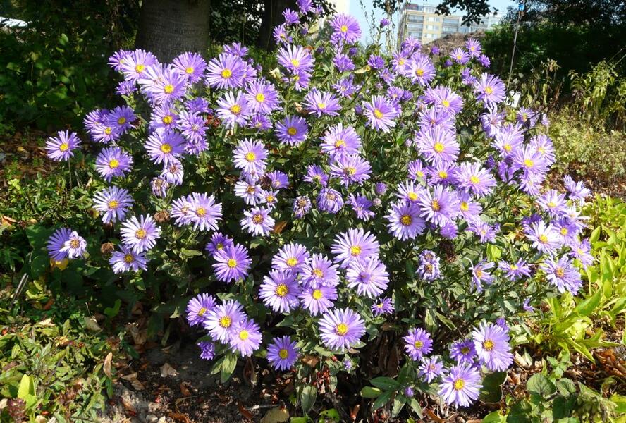 Hvězdnice novobelgická - fialová mix - Aster novi-belgii - fialová mix
