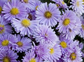 Hvězdnice novobelgická - fialová mix - Aster novi-belgii - fialová mix