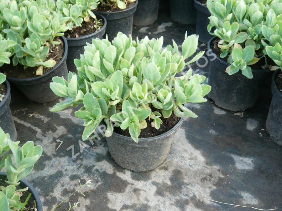 Rozchodník nachový 'Herbstfreude' ('Autumn Joy') - Sedum telephium 'Herbstfreude' ('Autumn Joy')